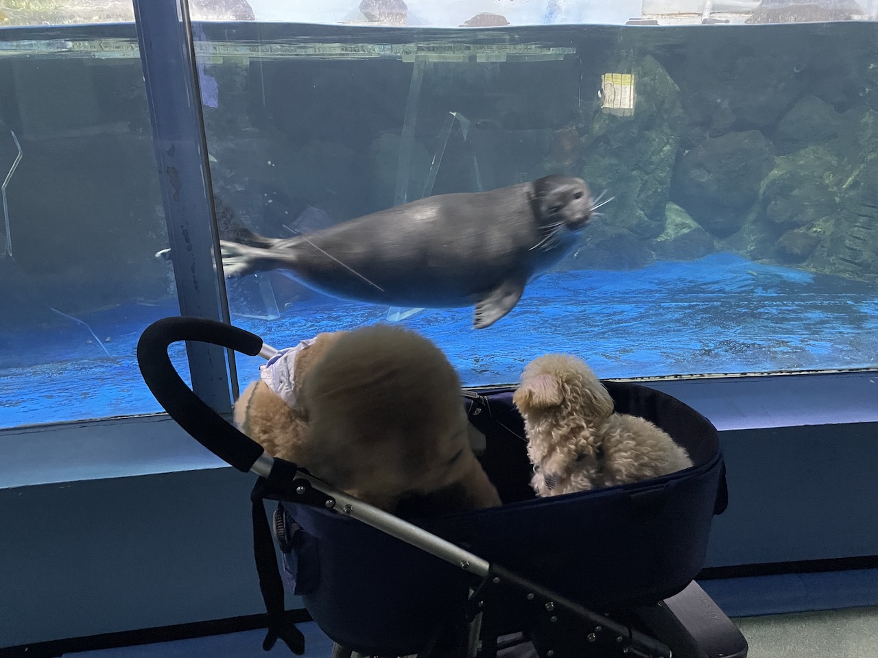 新屋島水族館のアザラシの写真